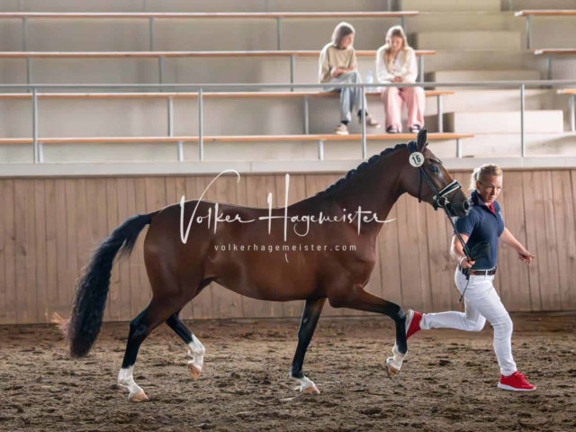 Elitestutenschau vormittags 30