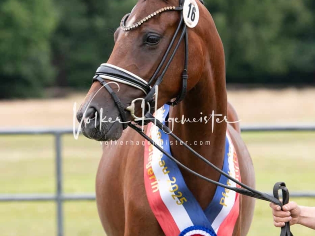 Elitestutenschau vormittags 2