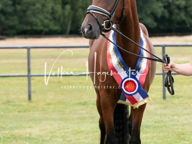 Elitestutenschau vormittags 3