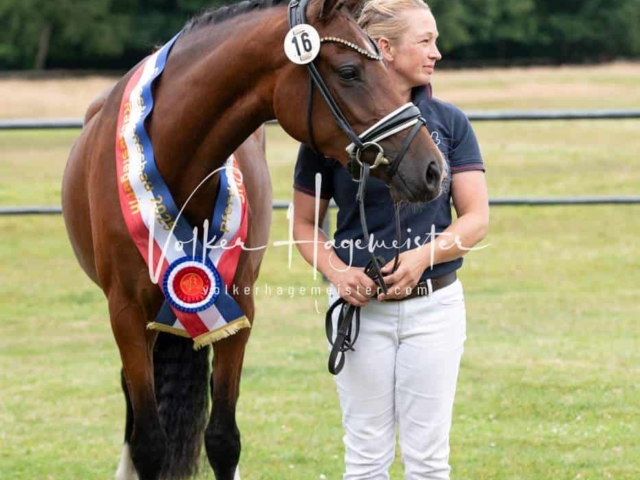 Elitestutenschau vormittags 4