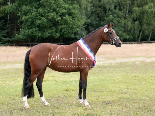 Elitestutenschau vormittags 6