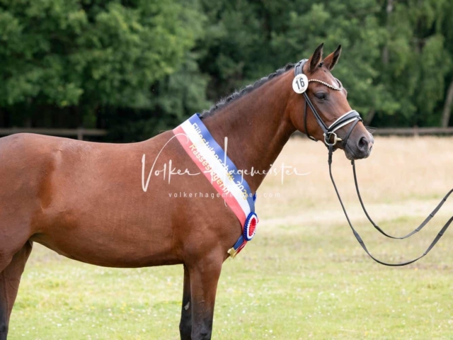 Elitestutenschau vormittags 7