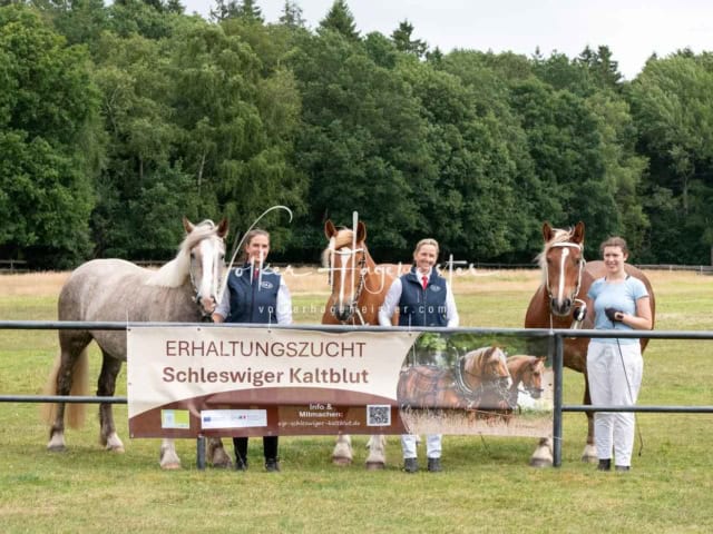 Elitestutenschau nachmittags 28