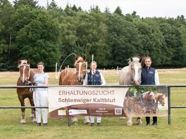 Elitestutenschau nachmittags 29