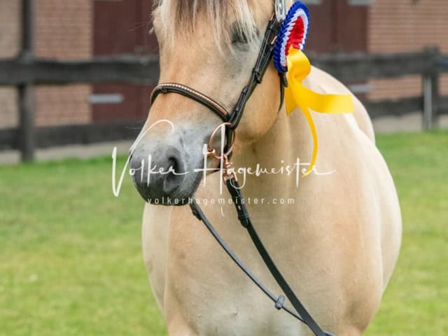 Elitestutenschau nachmittags 2