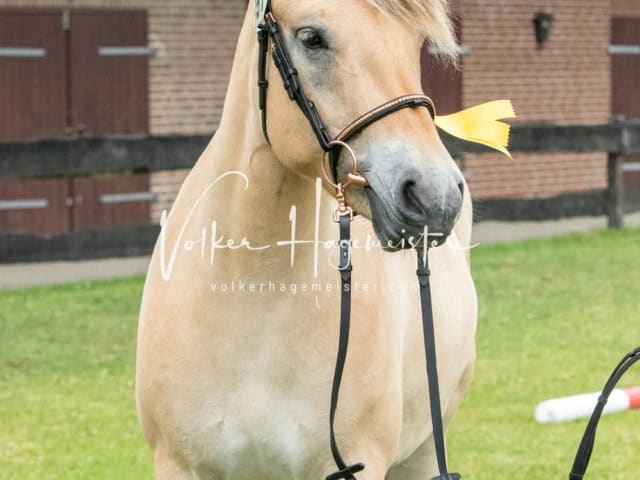 Elitestutenschau nachmittags 3