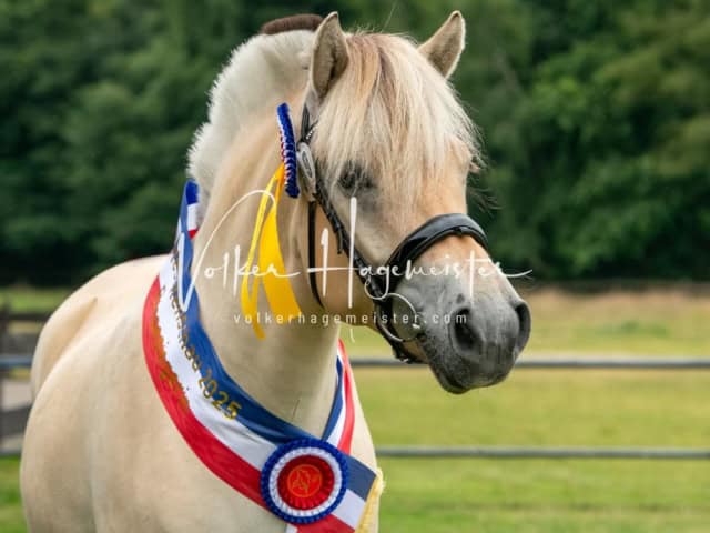 Elitestutenschau nachmittags 4