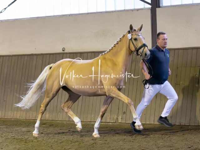 Elitestutenschau vormittags 20