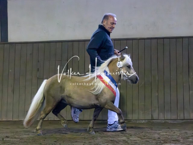 Elitestutenschau nachmittags 6