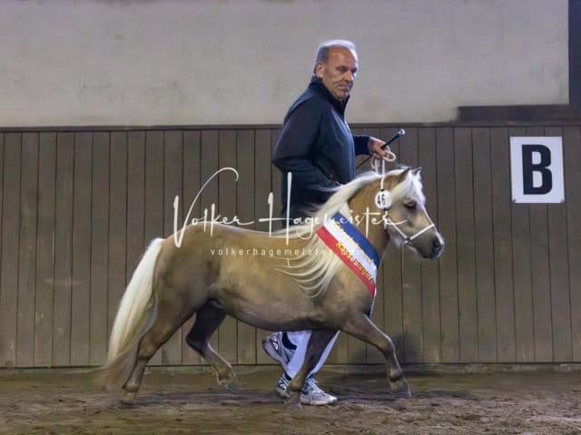 Elitestutenschau nachmittags 7