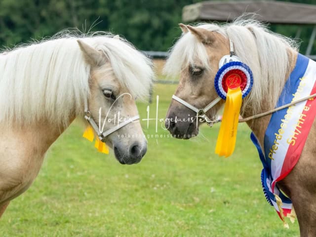 Elitestutenschau nachmittags 10