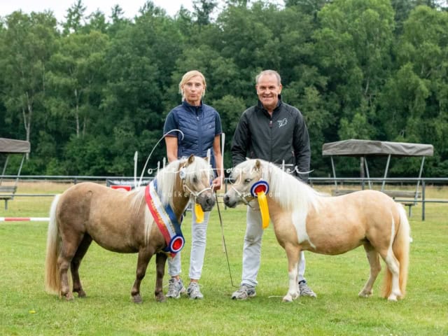 Elitestutenschau nachmittags 11