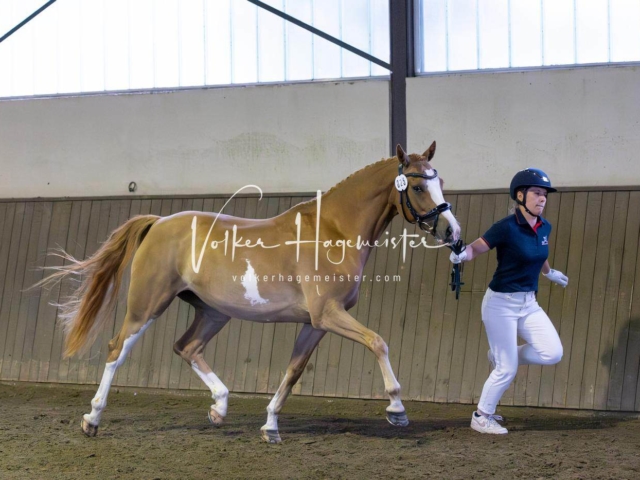 Elitestutenschau vormittags 21