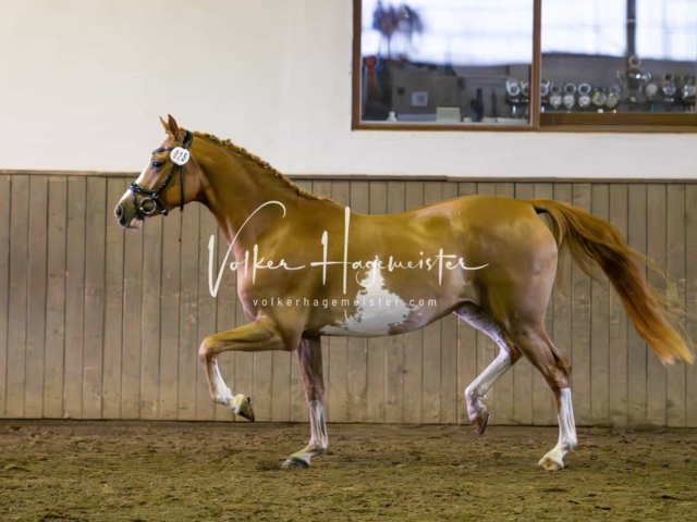 Elitestutenschau vormittags 22