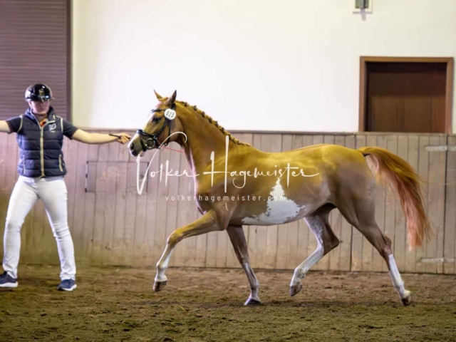 Elitestutenschau vormittags 23