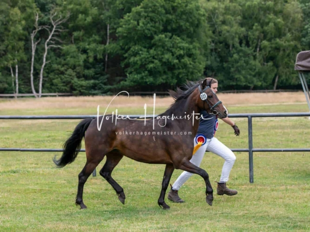 Elitestutenschau vormittags 24