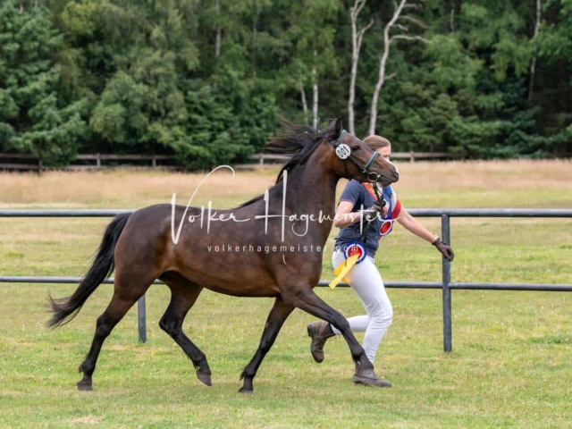 Elitestutenschau vormittags 25