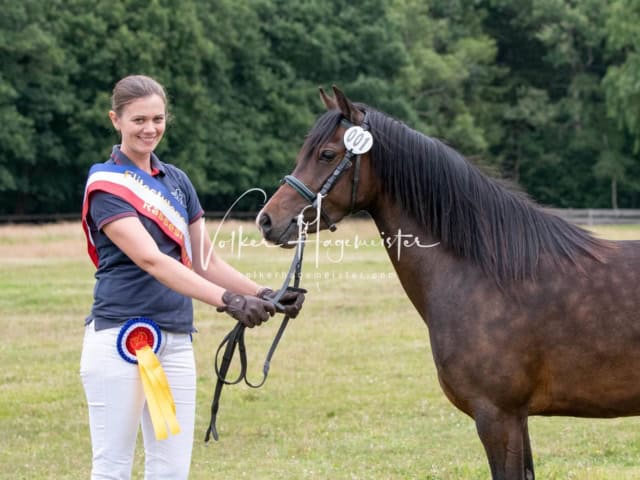 Elitestutenschau nachmittags 12