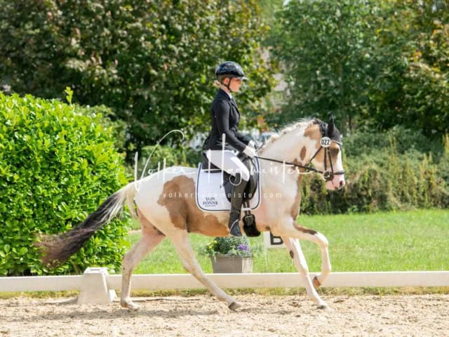 ZfdP Bundesturnier 6