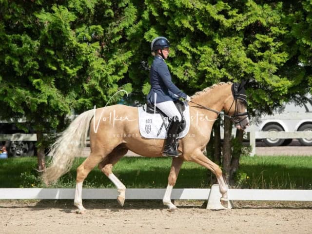 ZfdP Bundesturnier 8