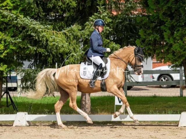 ZfdP Bundesturnier 10