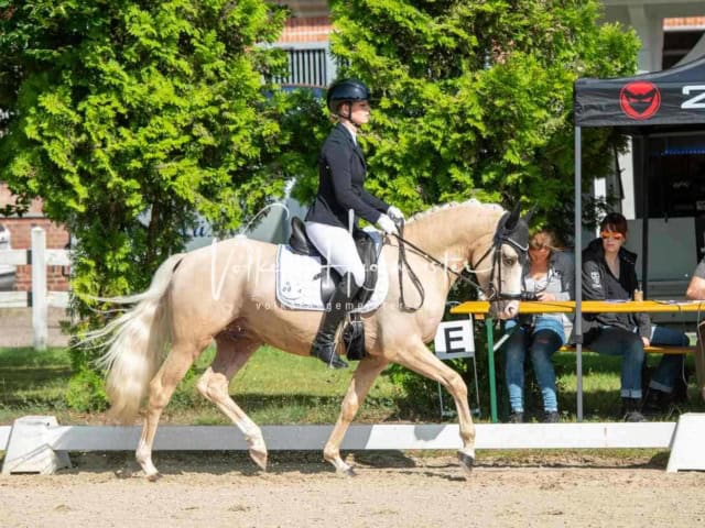 ZfdP Bundesturnier 14