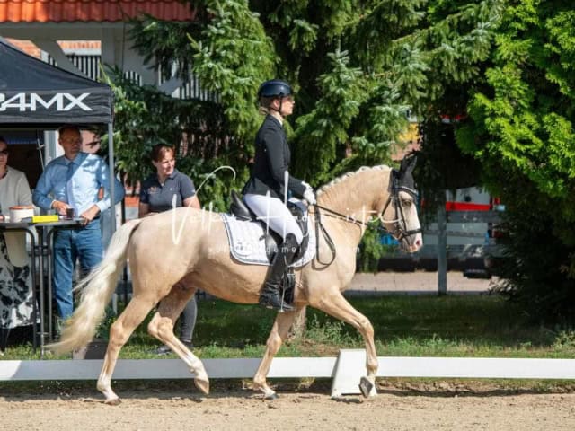 ZfdP Bundesturnier 15