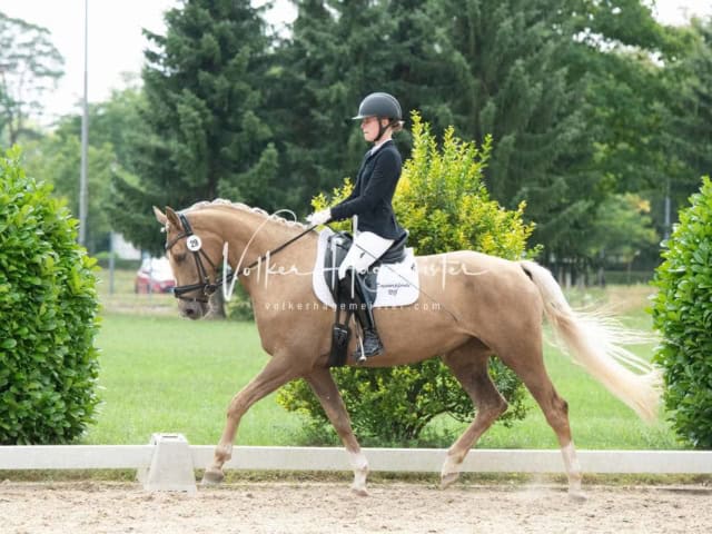 ZfdP Bundesturnier 6