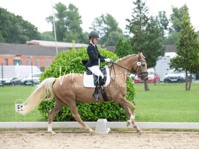 ZfdP Bundesturnier 8