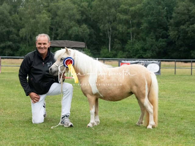 Elitestutenschau nachmittags 13