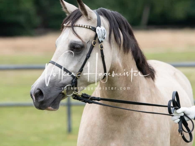 Elitestutenschau vormittags 29