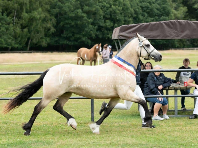 Elitestutenschau vormittags 30