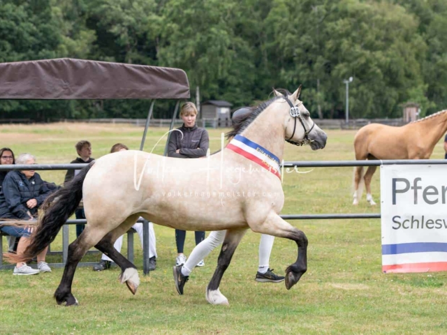 Elitestutenschau vormittags 1