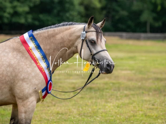 Elitestutenschau vormittags 2