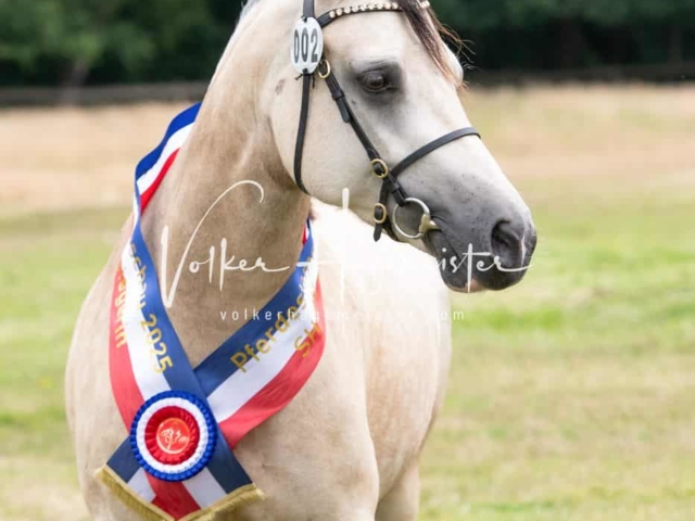 Elitestutenschau vormittags 3