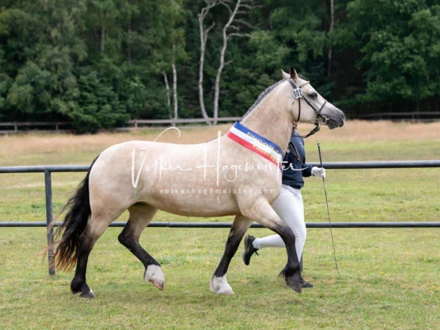 Elitestutenschau vormittags 4