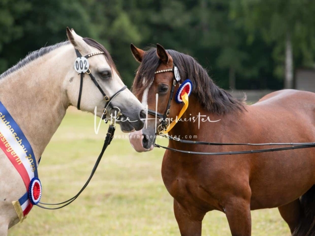 Elitestutenschau vormittags 8