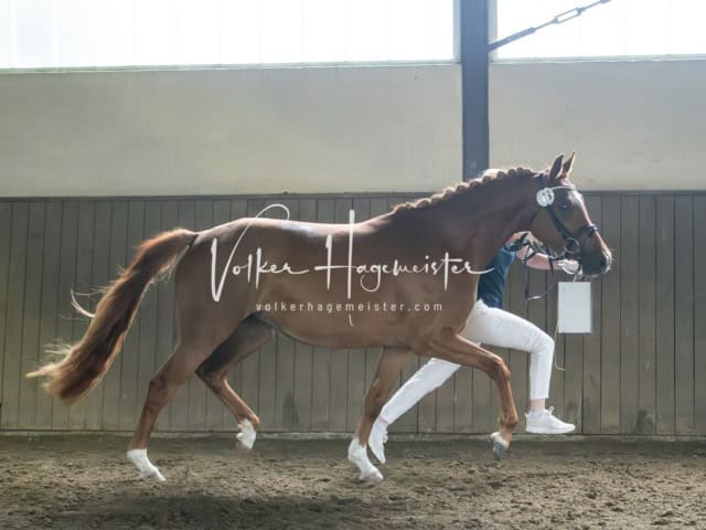 Elitestutenschau nachmittags 14