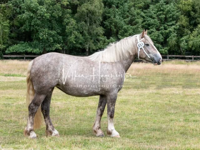 Elitestutenschau nachmittags 15