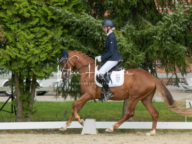 ZfdP Bundesturnier 20