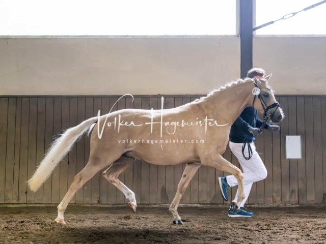 Elitestutenschau vormittags 9