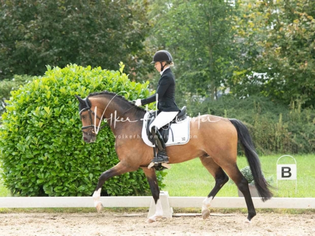 ZfdP Bundesturnier 17