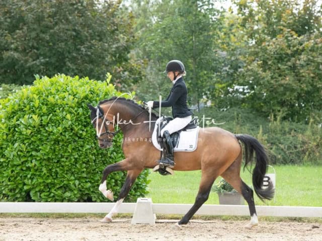 ZfdP Bundesturnier 19