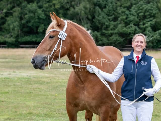 Elitestutenschau nachmittags 16