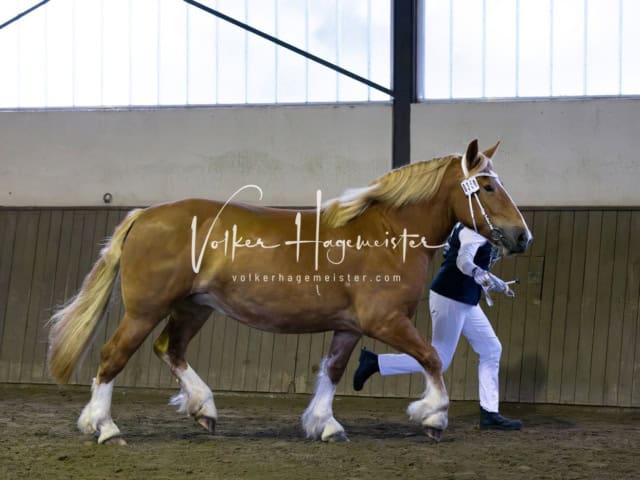 Elitestutenschau nachmittags 17