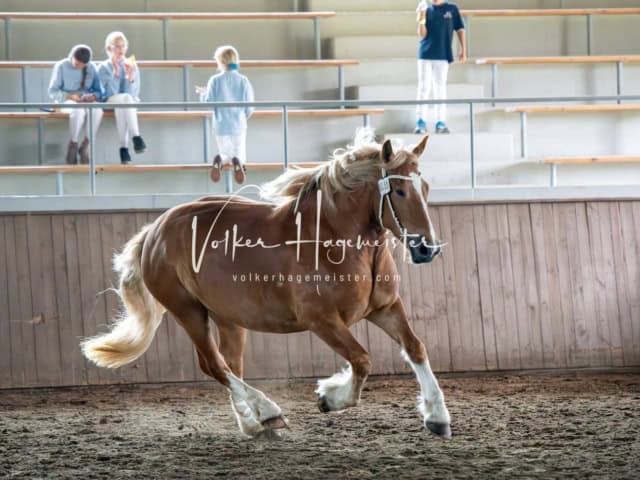 Elitestutenschau nachmittags 18