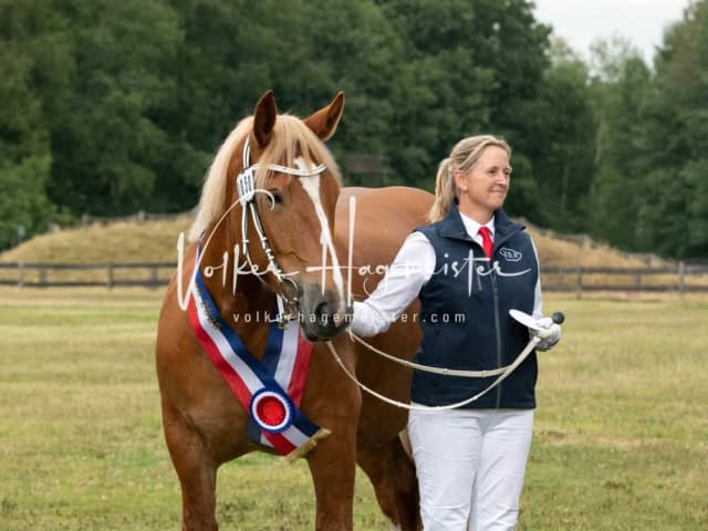 Elitestutenschau nachmittags 19