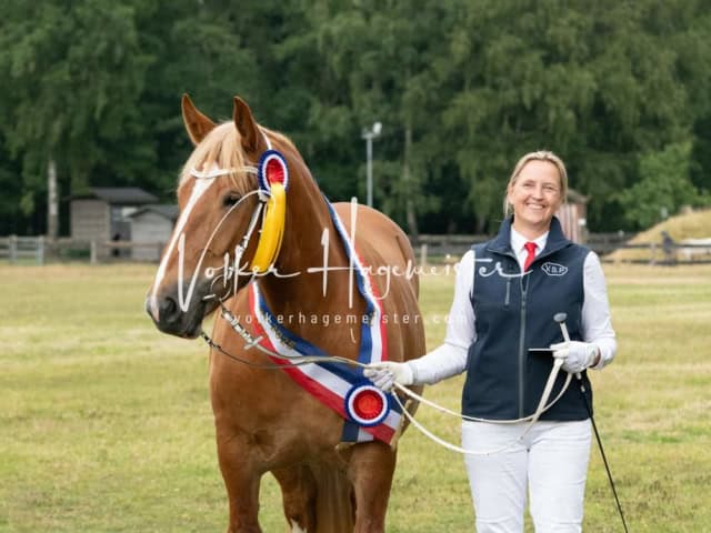 Elitestutenschau nachmittags 20