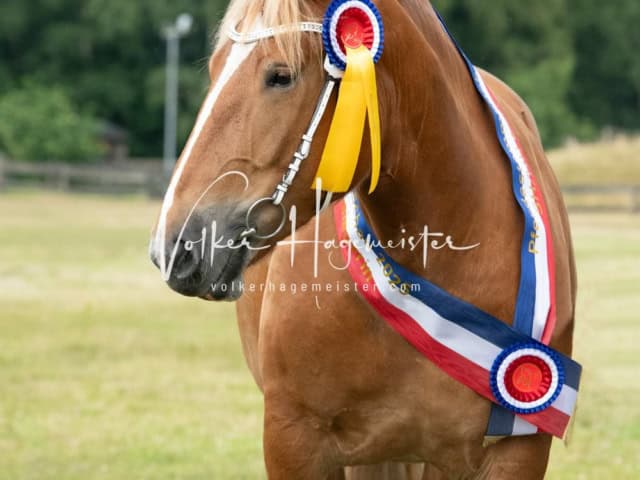 Elitestutenschau nachmittags 21