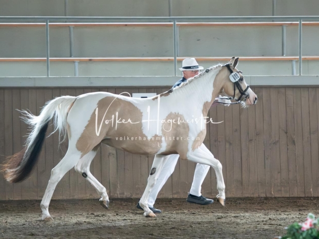 Elitestutenschau vormittags 10